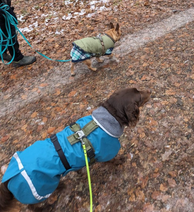 Hunde im Gruppenkurs im Park