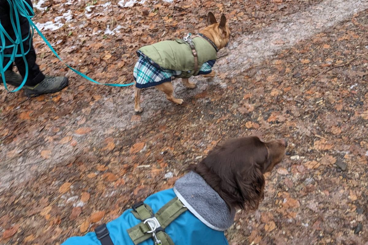 Zwei Hunde laufen gemeinsam bei einem Social Walk